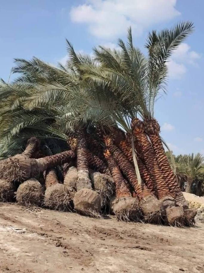 متاح فسيل زهدي خستاوي خظراوي وتنضيف نخيل وتلقيح وشتال وشلاع فسيل اليحب يتصل او يدخل خاص يوجد لدينا كافة انواع الفسائل والاحجام المناسبه للستفسار للتصال ***********
