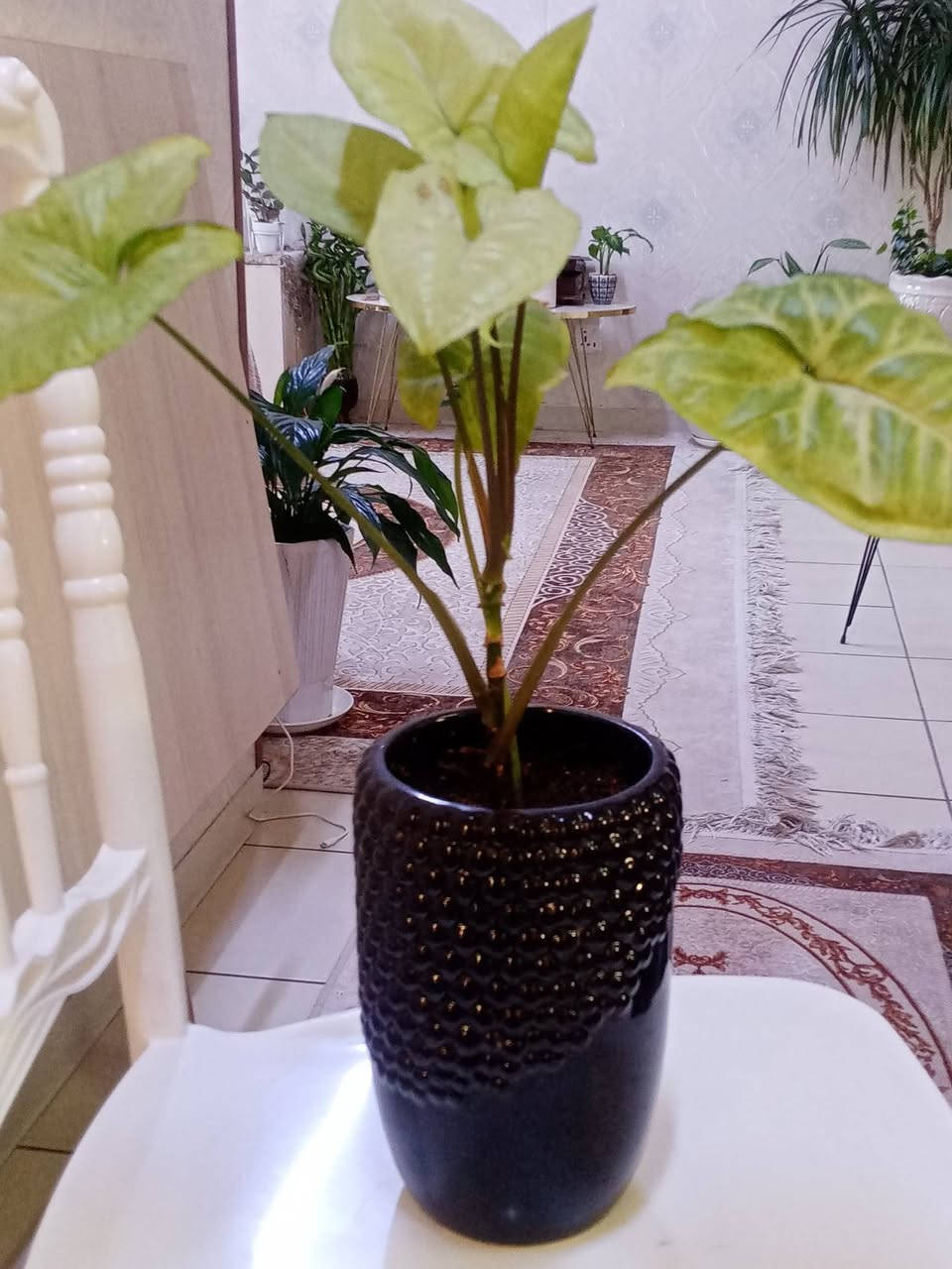 زرع طبيعي ماءي قاروره زرع بلتربه سعر حسب حجم السندانه والقاروره سندانه كيوت ب3500


**إذا كنت صاحب هذا الإعلان وتريد حذفه لأي سبب، رجاءا أرسل رسالة إلى الدعم الفني**