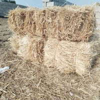 كبس تبن حنطة • كوت شيج سعد