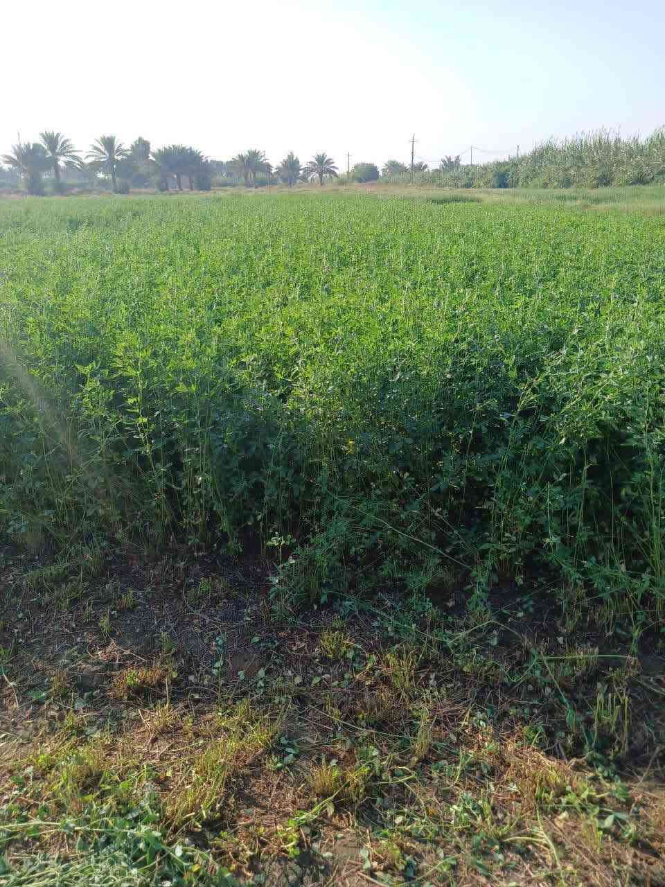 السلام عليكم

يتوفر لدينا بذور الجت الاسباني  

للطلب والحجز فقط الاتصال بالرقم

***********

العنوان ابو غريب
لدينا خدمه للتوصيل

السعر   ١٣٥٠٠
ملاحظه/  الجواب فقط على الاتصال عل الرقم
