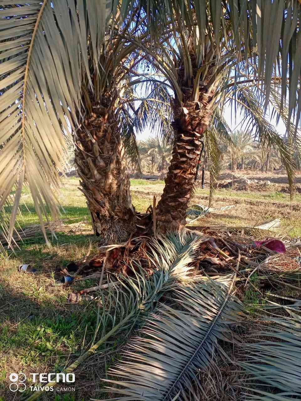 السلام عليكم..ألي عنده نخل يريد يكربه ينظفه يتصل على الرقم ..وبيه خير ويتدلل..***********..
