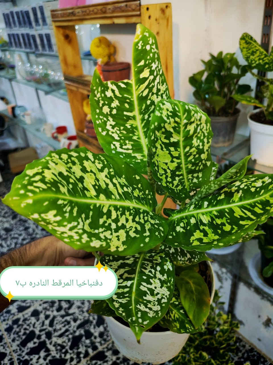 الضليات الي متوفره حاليا 🥰
الاسعار كلها عالصور 😊🌷


**إذا كنت صاحب هذا الإعلان وتريد حذفه لأي سبب، رجاءا أرسل رسالة إلى الدعم الفني**