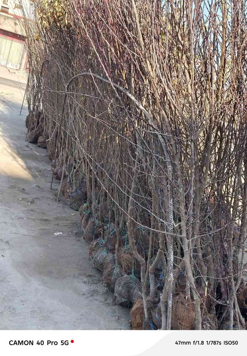 على بركه الله
سوف تنطلق سياره من الحله محمله جميع انواع النباتات كل من النفضيات والحمضيات والتين الاسود والابيض وجميع انواع الورود  إلى بغداد وصلاح الدين وبلد والاسحاقي وبيجي وتكريت وسامراء باقي ٣٥٠ شتله على حمل السياره احجز شتلاتك وراح يوصلنك الباب البيت 
واتساب: ***********
