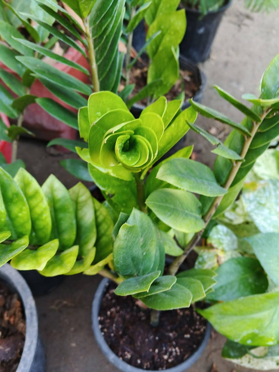 تم وصول نباتات ضليه احجام كبيره وصغيره 
عنوانه كوفه شارع عبد العال خلف مديريه الماء *********** يتوفر توصيل
