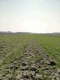 دونمات • قرب السيد • طابو زراعي