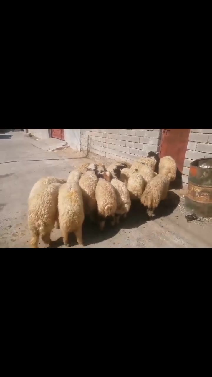 طليان درج اولى العنوان بيجي الشراي يتصل عل رقم ***********
