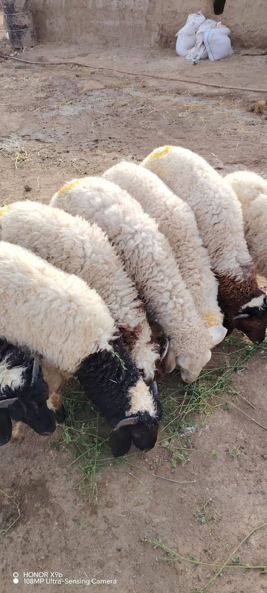 طليان عدد 6 ذكوره خشنات وسمان خير من الله 
يرهمن كصابه وجني ونذر وهديه
مشرطات كافه شروط الجني ولصحاه
مكان ناصريه سيد دخيل 
سعر الواحد 265
الشراي يتصل واني بخدمته 
***********
