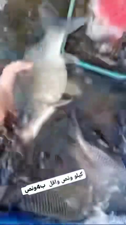 يالله علوه اسماك ودجاج الصباغيه سمج مال قفص تكلا ب4ونص يتوفر مال شوي
موقعنا الصباغيه مقابل منفذ ابو هات 
 كل الهلا بيكم للحجز ***********شوي ب5ونص
