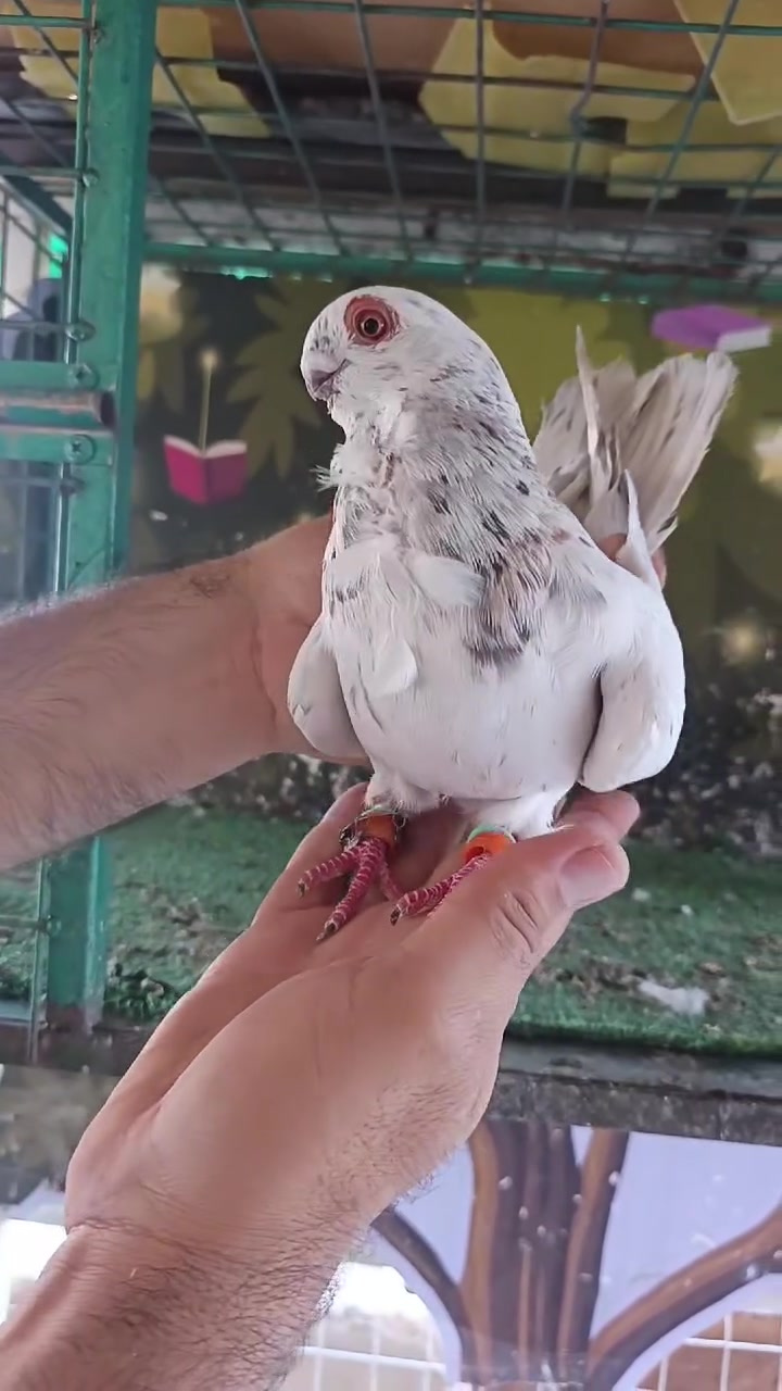 بسم الله ما شاء الله  جوز  0785151946


**إذا كنت صاحب هذا الإعلان وتريد حذفه لأي سبب، رجاءا أرسل رسالة إلى الدعم الفني**