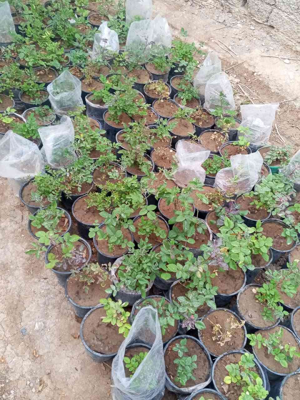 يتوفر شتلات ورد جوري
يتوفر شتلات ورد جوري سعر 3شتلات 5.000الف
توصيل مجاني داخل بلدروز


**إذا كنت صاحب هذا الإعلان وتريد حذفه لأي سبب، رجاءا أرسل رسالة إلى الدعم الفني**