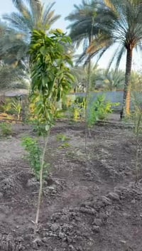 كربلاء أبو ماشه • نص دونم • طابو زراعي