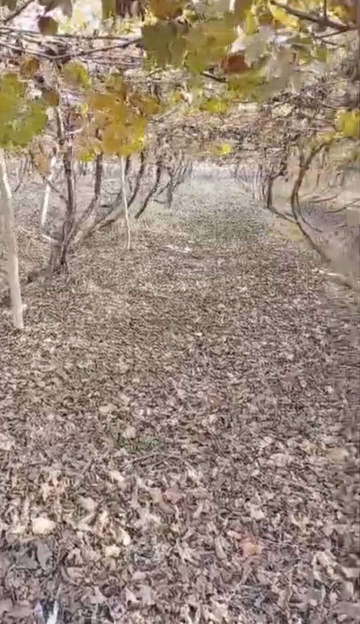 على بركة الله ♥

شهر 1 سوف يتوفر اشجار عنب امايات كلها حمالة وجاهزة للزراعة 

#الاصناف 
حلواني 
كمالي
كشمش بدون فرصم

الكمية كبيرة ان شاء الله واسعار مناسبة 

للحجز المسبق الاتصال على الرقم 

*********** مشتل ابوبكر 

عنوان الفرع الاول القائم حصيبة شارع الحشاشات 

عنوان الفرع الثاني شارع البالات قرب مجمع روز الطبي شارع ابو رندة القديم
