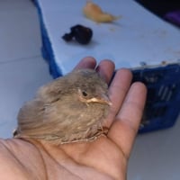 ٣ بلابل • طيور • للبيع