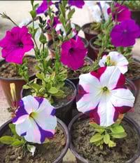 بيتونيا • موسمي • تزهير لغاية الصيف」「ينتج بذور」,