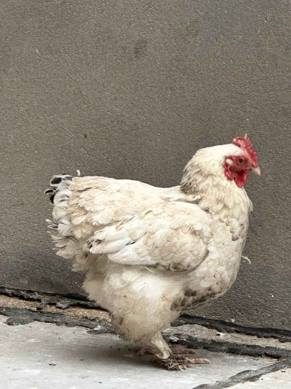 اللهم صل على محمد وال محمد- اخوان متاح ديج ودجاجه كوش الدجاجه تبيض ومتاح ديوجه عدد 2 عرب مع طيور دجاج عرب عمرهن شهرين او اكثر عددهن العنوان ديوانيه ام الخيل راسلني وبالخدمه حجز ماكو


**إذا كنت صاحب هذا الإعلان وتريد حذفه لأي سبب، رجاءا أرسل رسالة إلى الدعم الفني**