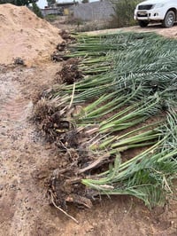 فسائل برحي • قلع • البصرة السيبة