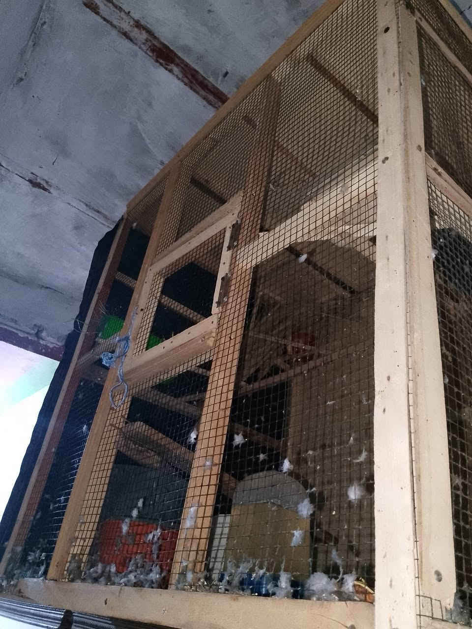 خانه ام 3 ب 25 قفص ب 25 اخشاب ومعاكس ب 10 بيعا وحده مكاني كرمه علي حي الرساله ***********
