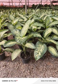 طريق حله هاشميه • نباتات داخلية وخارجية • توصيل المحافظات