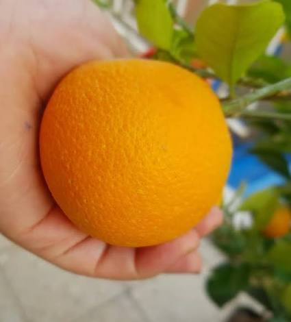 مشتل كرار الزراعي
الاسعار جمله فقط 
يتوفر 
برتقال عراقي كيس حجم شتله متر ونص عود جبر سعر 3٫500
لالنكي عراقي كيس سعر3٫750
نومي حامض عراقي كيس ارتفاع شتله مترين سعر 3٫750
نومي البصره كيس سعر4٫000
سندي عراقي سعر 5٫000
تحياتي الكم احبتي متابعين 
العنوان بغداد الكريعات يم وقف سني 
واتساب ***********
