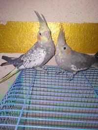 زوج كوكتيل • أليفة • طيور