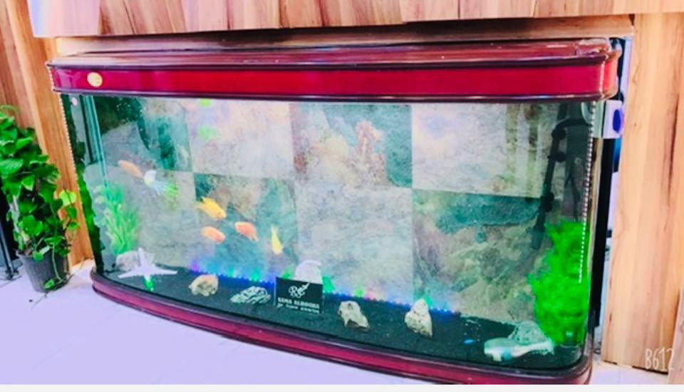 حوض اسماك للبيع 

طول  : 2 متر
عرض : 0.5 متر
ارتفاع : 1 متر

السعر : مليون 

للاستفسار  الاتصال: 
***********
