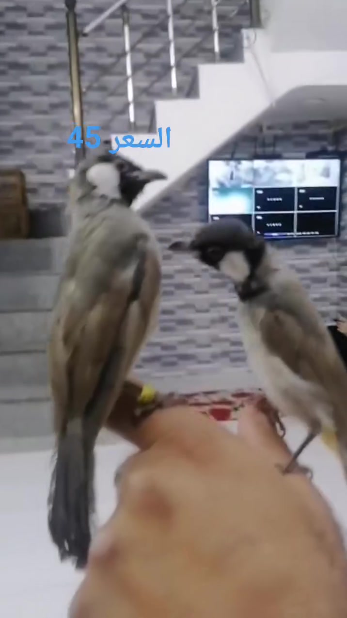 بلبل اليف طينه ياكل وحده ويسبح ويرجع للقفص ذيل كامل مكاني حي النداء شارع المكاتب


**إذا كنت صاحب هذا الإعلان وتريد حذفه لأي سبب، رجاءا أرسل رسالة إلى الدعم الفني**