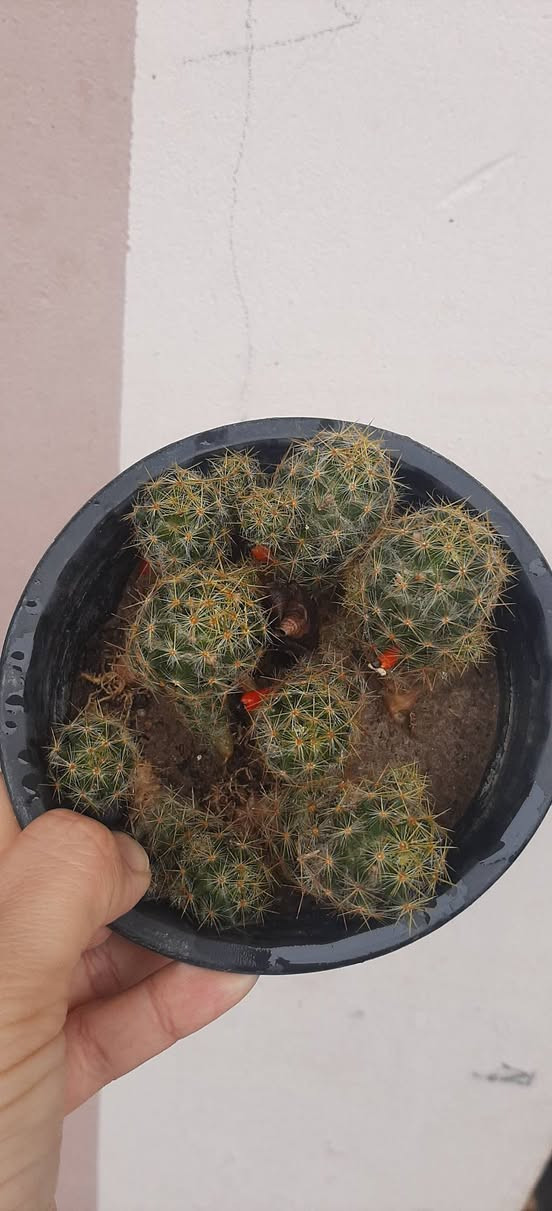 ئەم گوڵانە بۆفرۆشتن ڕانیە


**إذا كنت صاحب هذا الإعلان وتريد حذفه لأي سبب، رجاءا أرسل رسالة إلى الدعم الفني**