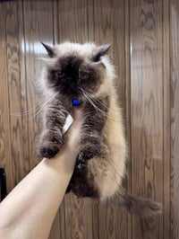 قطة نثيه • أقل سنة • ملقحه