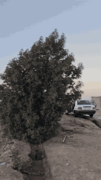 موديل 23 كفاله وبيه سونار تخم تاير سبير مانازل تبريد ثلج كير مكينه خير من الله اي نقص مابيه جاهزه ماشيه ٧٥ رقم بصره مصفره مكاني ميسان قلعت صالح للاستفسار *********** السعر 66 وبيه مجال قليل
