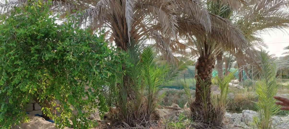 🟥 قطعة أرض للبيع – البصرة / أبي الخصيب 🟥
المساحة 530متر
الواجهة 25متر – النزال 20ونس
نوع العقار وقف سني أصولي

🌴 مزروعة نخيل برحي وبريم وأم دهن وأنواع مختلفة
🌲 سدار ونباتات زينة 🌺🌻🌷🌾🥀

🧱 مسيجة بلوك محكمة + باب سلايت
🛣️ شارع 7متر

📍 العنوان: أبي الخصيب / جيكور / شارع الميناء
✅ جميع الخدمات متوفرة (ماء، كهرباء، مدارس، جوامع)
قريب من ذهب أبو الخصيب القديمة

💰 السعر 38مليون وبيه مجال
📞 للاستفسار اتصال أو واتساب
***********
