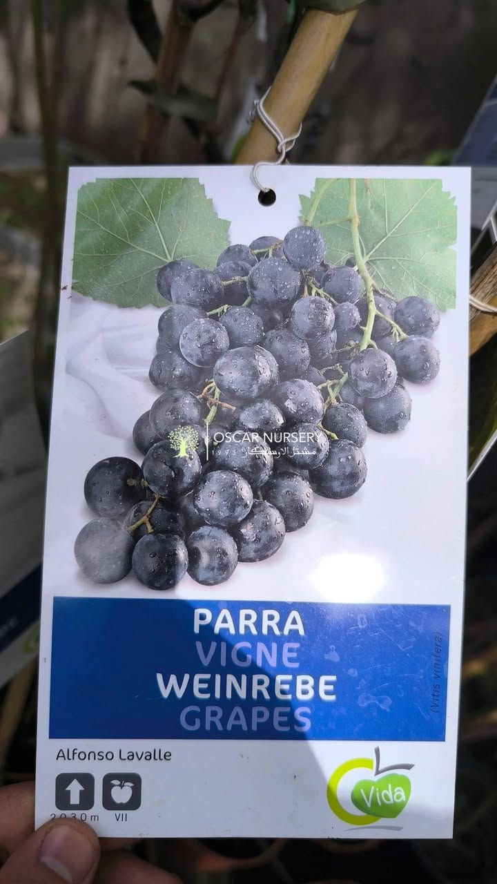 مجموعة متنوعة من الفواكه الإيطالية 

📍 زورونا في موقعنا:
مشتل الأوسكار – حي الحنانة – شارع نجف _ كوفة
(مقابل غرفة تجارة النجف و فريندز كافيه ومطعم شريف– مجاور متنزه الحنانة العائلي)

🕗 أوقات الدوام:
من 8:30 صباحاً إلى 8:00 مساءً

📞 للطلب والاستفسار:
*********** – ***********
(اتصال / واتساب / مراسلة عبر فيسبوك)
 متوفر دفع  زين  كاش ومتوفر ماستر  

🚗 يتوفر توصيل داخل النجف
موجودين في تطبيق توترز لبعض المواد الزراعية 
أهلاً وسهلاً بكم دائماً في مشتل الأوسكار 🌹🌹🌹
