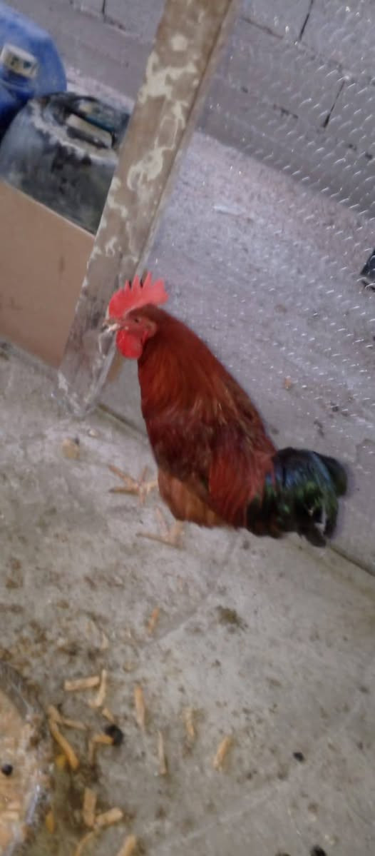 للبيع دجاج مال عرب مع الديج كلهن اب 40


**إذا كنت صاحب هذا الإعلان وتريد حذفه لأي سبب، رجاءا أرسل رسالة إلى الدعم الفني**