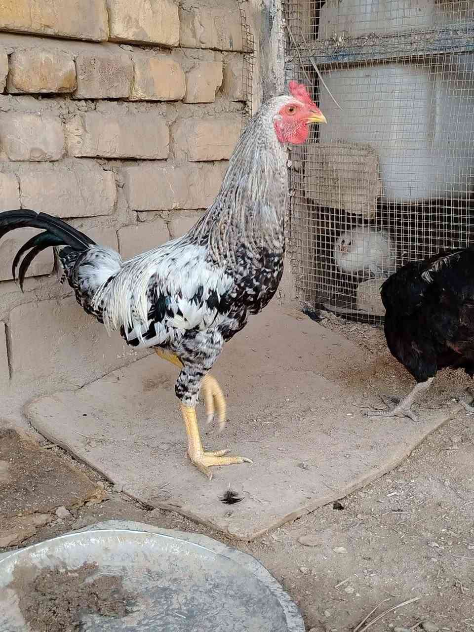 ​📌 إعلان بيع دجاج
السلام عليكم.. متاح دجاج عرب 

​📄 التفاصيل والعدد:

​🐓 ديج (عدد 1): (موضح بالصور).

​🐔 دجاجات (عدد 2): بياضات 

​🐥 فراريج (عدد 6): أعمارهن تتراوح بين 3 أشهر ونص إلى 4 أشهر،  

💶السعار  : كلمن وسعره 

​📍 المكان: العمارة - حي الوحدة

​💬 للاستفسار والشراء:

 التواصل على الخاص


**إذا كنت صاحب هذا الإعلان وتريد حذفه لأي سبب، رجاءا أرسل رسالة إلى الدعم الفني**
