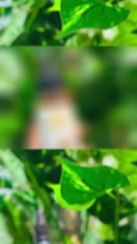 زيت الحية • باكستاني أصلي • تقوية الشعر