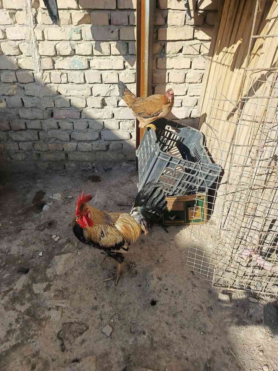 ديج ودجاجتين عرب بياضات مكان المحاويل الشراي يرسلني او يتصل ***********
