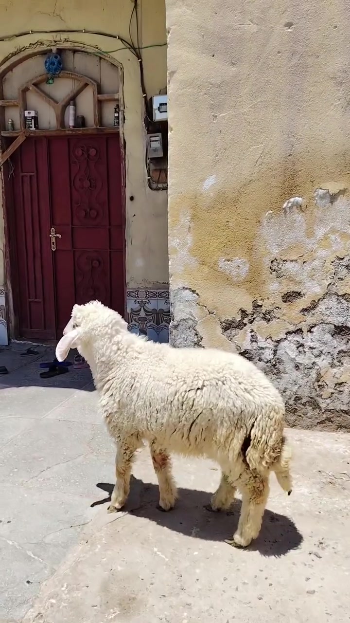 اخوان متوفر طليان حلوات اكبار وسط كلها اذكوره
العنوان البصرة ابو صخير التواصل على الأرقام
***********       ***********
