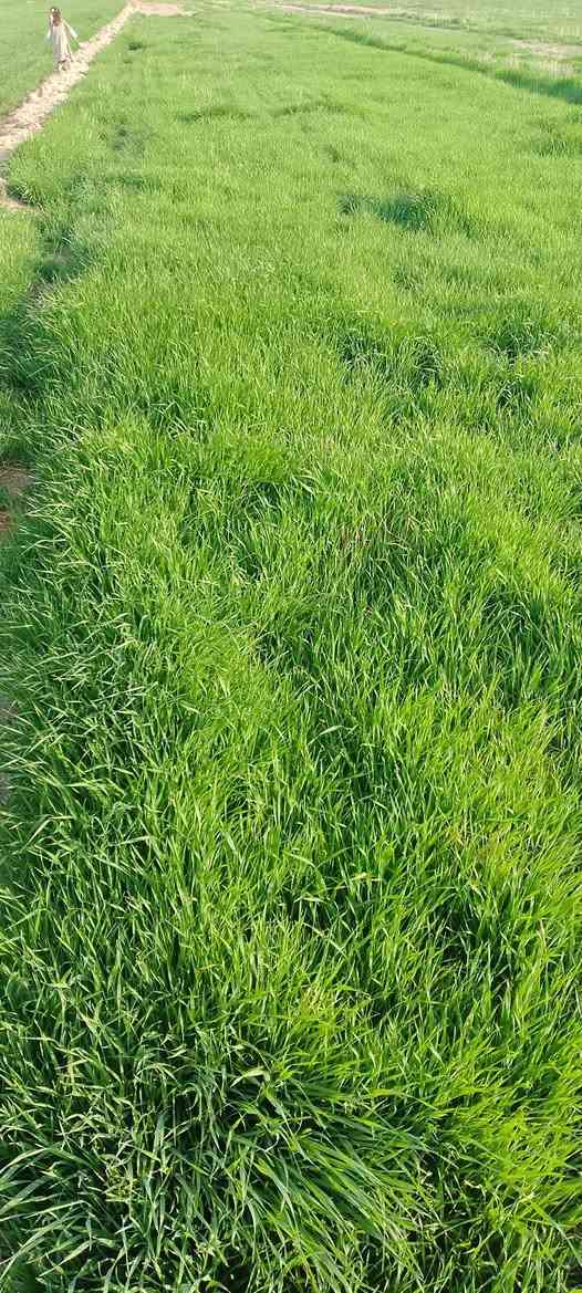 4دونم چاير للبيع (حش فقط)
***********
