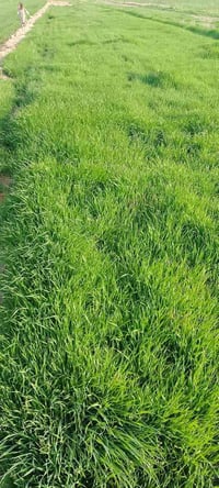 4دونم چاير للبيع (حش فقط) 07805124065