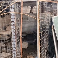 قفص دجاج • ٣×٢م • ناحية الصقلاوية