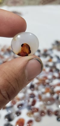 مصور