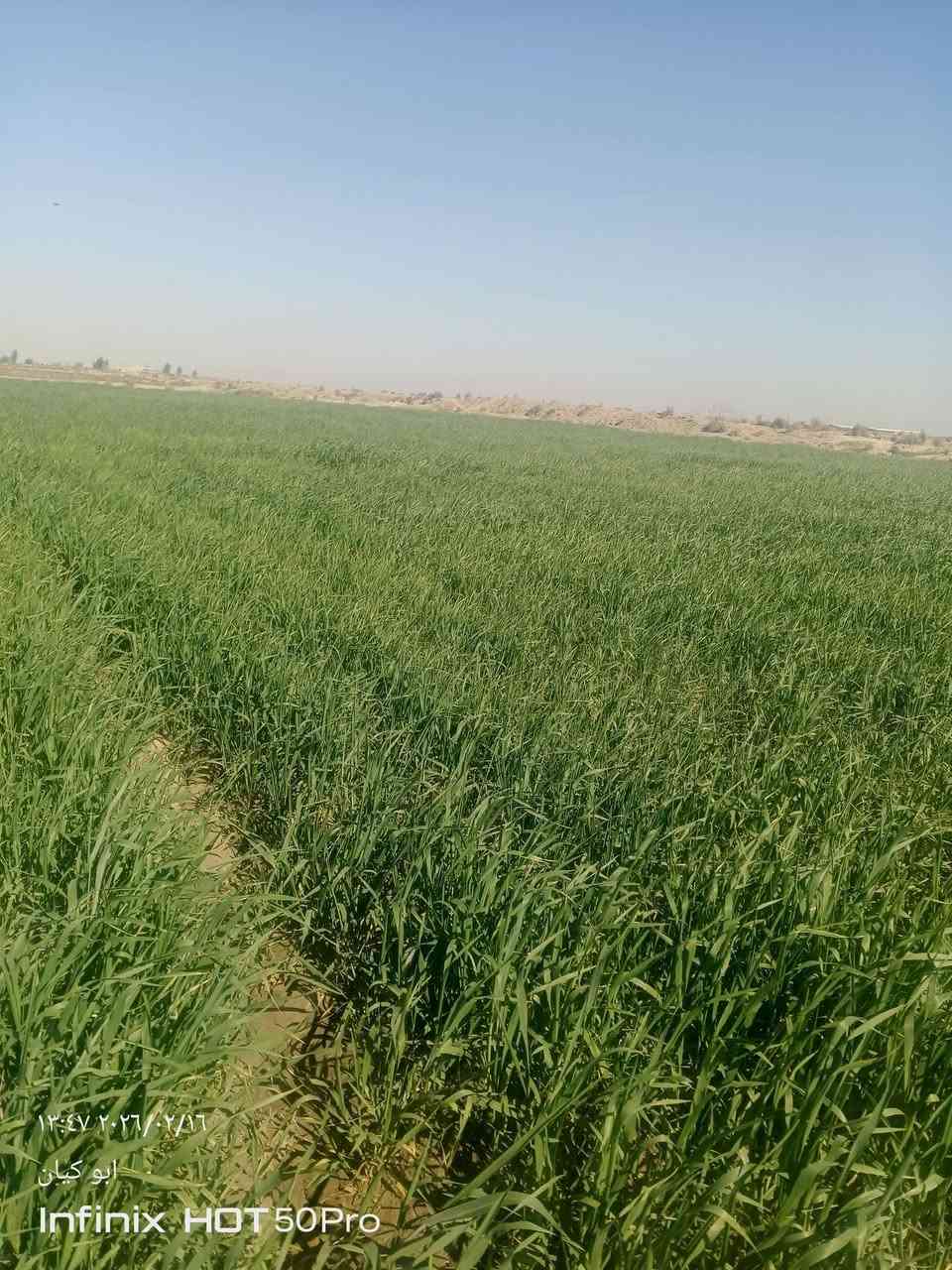 سلام عليكم حنطه البيع دغل ولستفسار ***********
