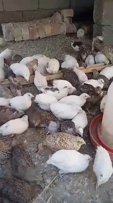 متاح سمان بياض


**إذا كنت صاحب هذا الإعلان وتريد حذفه لأي سبب، رجاءا أرسل رسالة إلى الدعم الفني**