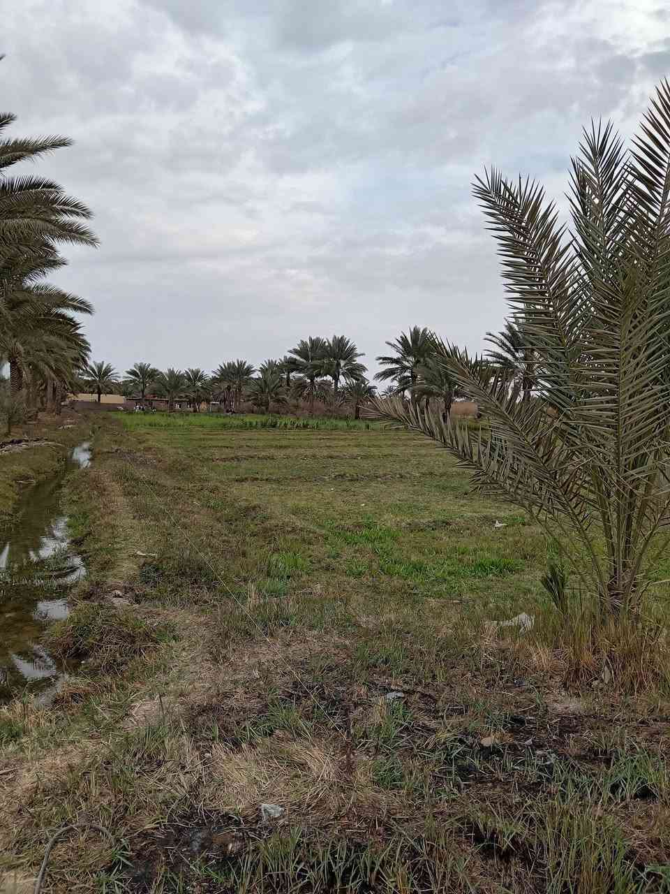 السلام عليكم
دونم أرض زراعيه سند 25 بأسمي متوفر ماء سقى وماء اساله وكهرباء الأرض تحتوي على 13 نخله وكما مبين بالصور أدناه مكانها قرب الإمام سهل عليه السلام منطقة العجيمي باقي التفاصيل الاتصال على الرقم *********** غير متواجد عالفيس بصوره مستمره
