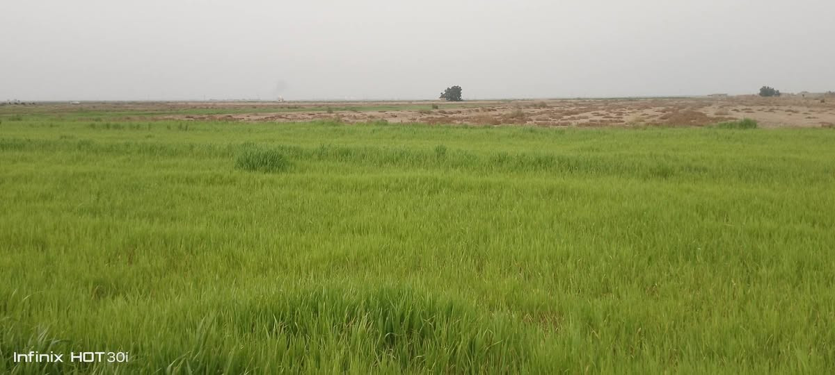 السلام عليكم أرض زراعيه للبيع    ملك رفاعي طريق سيد احمد مقابيل عرب حميد عله زيديه27دونم عليهه مواطير ابو 10ثنين وياها بيت كامل والشراي يتصل ***********
