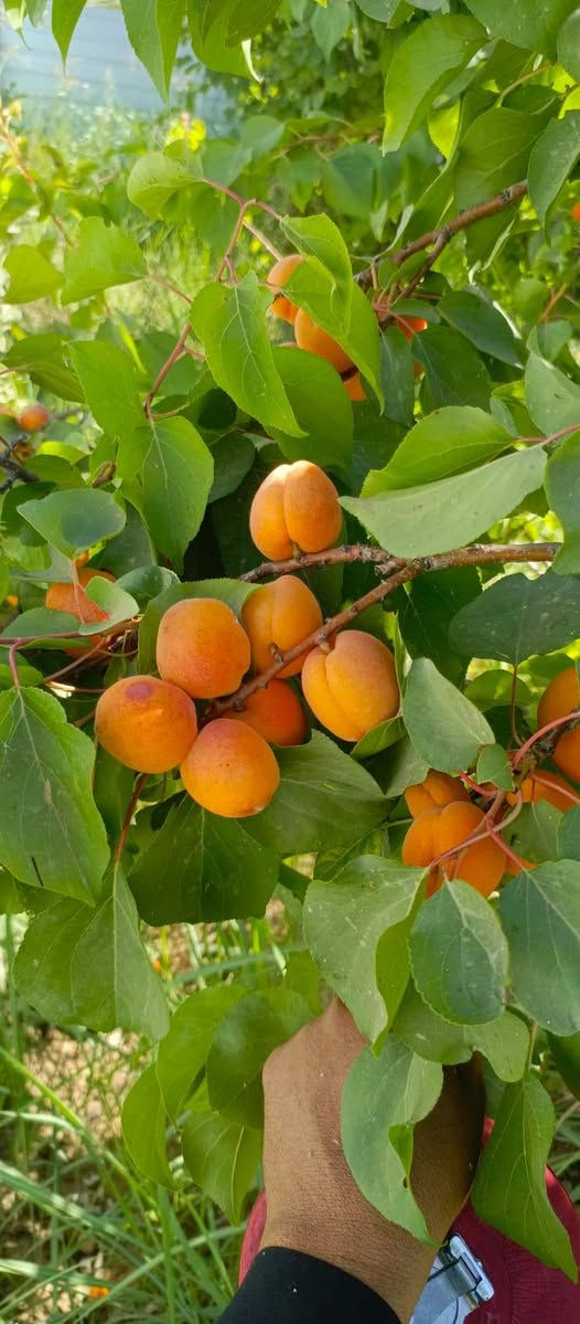 بستان صغيره 500متر طابو زراعي سند 25 تتوفر فيها جميع الخدمات ماء اساله وماء سقي وكهرباء ومسيج بالكامل الواجهه 21 متر والنزال 24 متر الموقع بغداد الراشديه نهاية منطقه العاصفه السعر جدا مناسب 37 مليون وقابله للتفاوض للاستفسار الاتصال على الرقم *********** مكتب العبيدي للعقار
