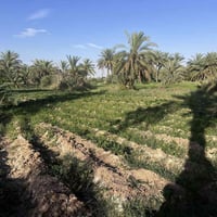 بستان طابو 5 دونم خلف مطعم الأمين وجهه علئ الشط توجد كهرباء وبوري ماء ...