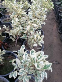 نباتات • اثنين معاً • توصيل بغداد