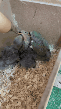 ٤ دانە بێچووی غەندوور بۆ فرۆشتن تاکی ١٧ هەزار
ژم. ***********
