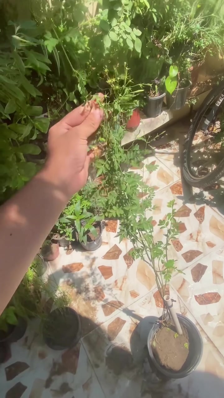 توفر نبات الياسمين الأبيض العطري داخل  مشتل الكلورفيل☘️🌱
سعر القطعه 7000الف
ويتوفر توصيل داخل الموصل 🚚
 #الموصل #نباتات_الزينة #نباتات


**إذا كنت صاحب هذا الإعلان وتريد حذفه لأي سبب، رجاءا أرسل رسالة إلى الدعم الفني**