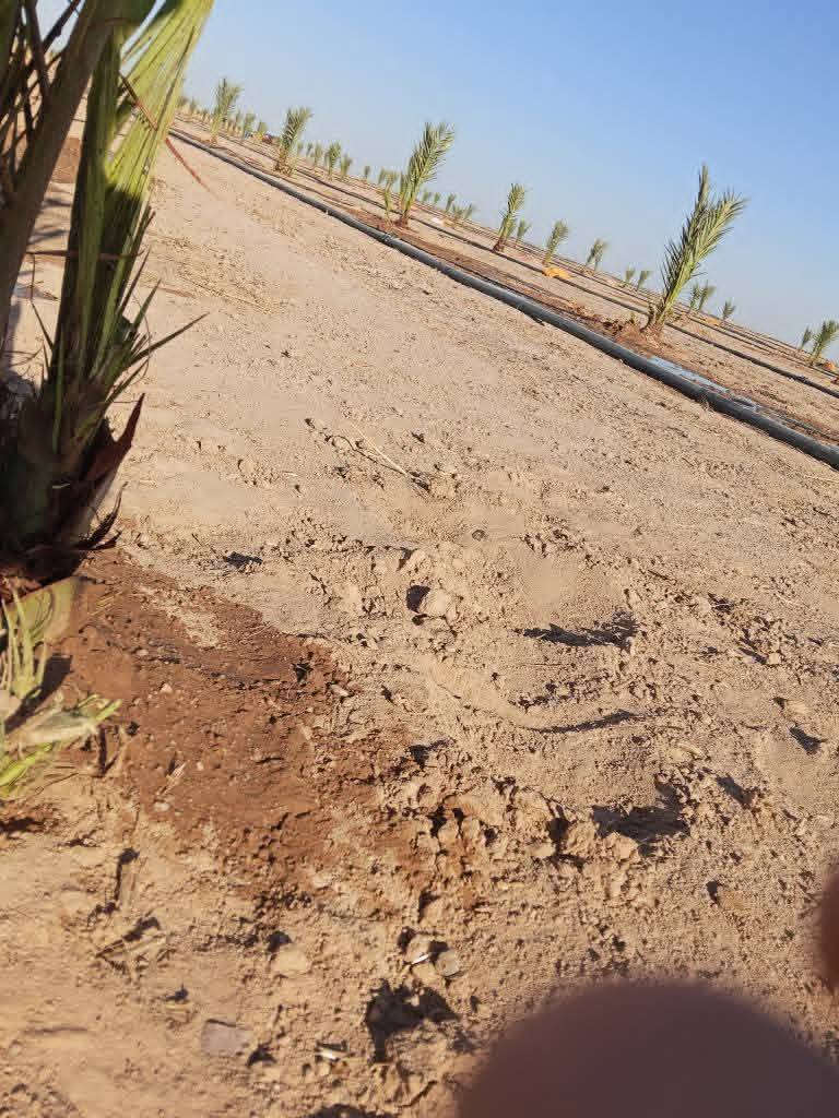 السلام عليكم عالم النخيل والحدائق
موجود فسيل برحي حر احجام ممتازه 
موجود مكتوم 
موجود بريم لعدد مفتوح أخواني موجود بطينتها اي فسيله وموجود قلع من الام أسعارنا جدا مناسبه وخاصتا اذا كانت كميه موجود تشجير كافة المزارع الحكومية والاهليه الراغبين يرجو مراسله خاص للاستفسار الرد يكون سريع أهلاً وسهلاً


**إذا كنت صاحب هذا الإعلان وتريد حذفه لأي سبب، رجاءا أرسل رسالة إلى الدعم الفني**